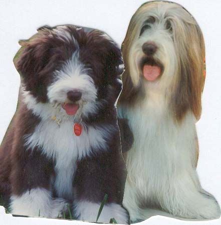 Bearded Collie Hunde Foto 1217 Bearded Collie Bastian mit Sohn Rocky,der Happy-Bearded`s