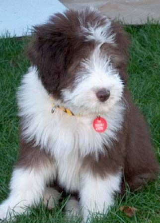Bearded Collie Hunde Foto 1220 Bearded Collie Happy-Bearded`s Baby Pinky,Rockys Tochter