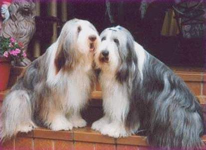 Bearded Collie Hunde Foto 923 Bearded Collie Happy-Bearded`s -Lady u.Rocky-