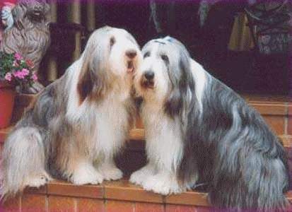 Bearded Collie Happy-Bearded`s  -Lady u.Rocky-