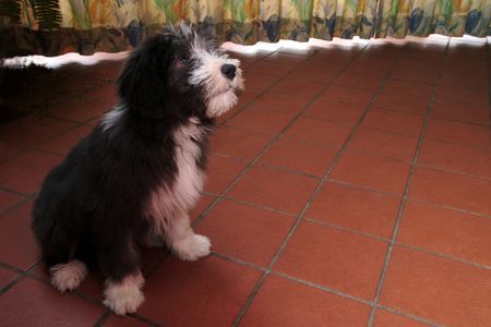 Bearded Collie Ich heiße Dreamer...und bin ein Schlimmer! 