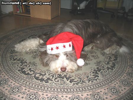Bearded Collie Hunde Foto 17429 in höherer Auflösung ansehen Bearded Collie Kira (Fini vom Stausee) als Weihnachtsmann