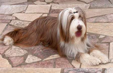 Bearded Collie Happy-Bearded`s braun-weisse Hündin -Sarah-