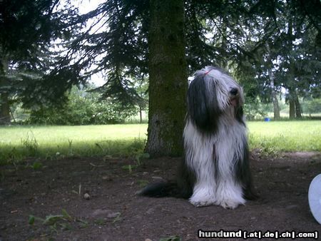 Bearded Collie Hunde Foto 21509 Bearded Collie Kira,der Liebling von Jens und Judith