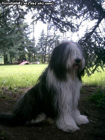 Bearded Collie Hunde Foto 21508 Bearded Collie Kira,der Liebling von Jens und Judith