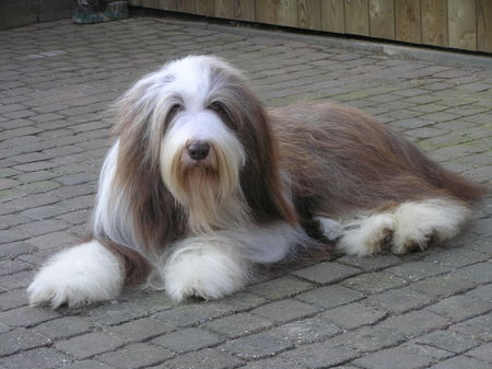 Bearded Collie Flint 3 jaar