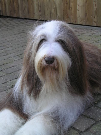 Bearded Collie Flint 3 jaar