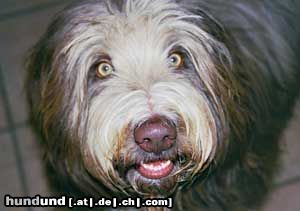 Bearded Collie Hunde Foto 4641 Bearded Collie Karlson vom Wartberg genannt