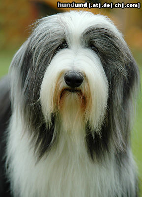 Bearded Collie Hunde Foto 24595 in höherer Auflösung ansehen Bearded Collie Bearded Collie
