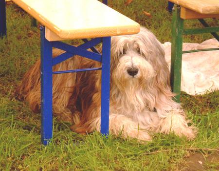 Bearded Collie Hunde Foto 824 Bearded Collie aufgenommen beim 1. European Agility Open 2002 in Graz