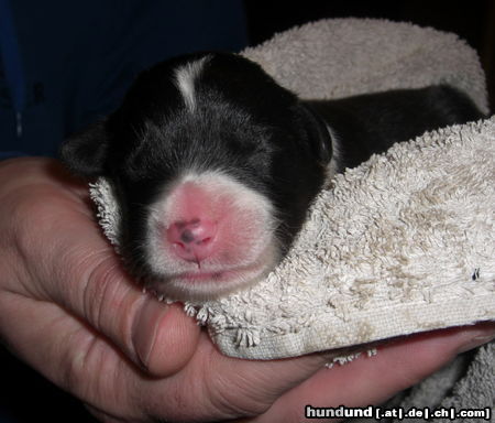 Bearded Collie Just for Frenz Autumn Andra, 2 Tage alt