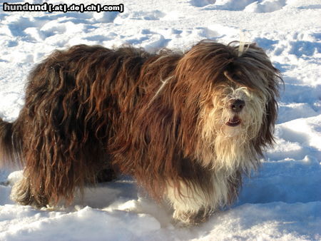 Bearded Collie Percy v.d. Petrimühle