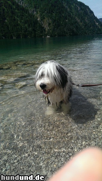 Bearded Collie Bearded Collie Rüde Timmi 13 Jahre im Tegernsee