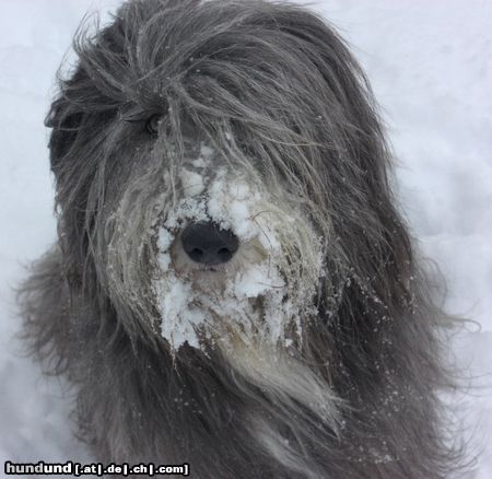 Bearded Collie Britney v. Saale-Unstrut-Tal