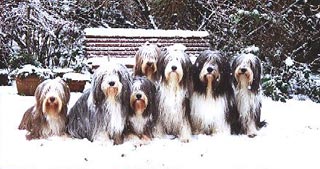 Bearded Collie Hunde Foto 47 Bearded Collie