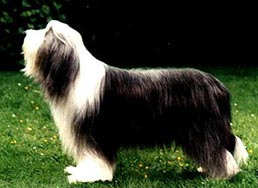 Bearded Collie Hunde Foto 54 Bearded Collie