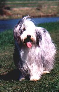 Bearded Collie Hunde Foto 53 Bearded Collie