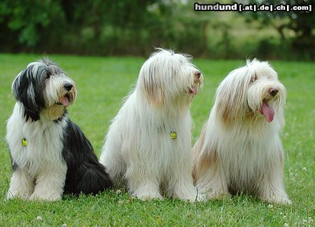 Bearded Collie Hunde Foto 23612 in höherer Auflösung ansehen Bearded Collie Beardies auf einer Ausstellung