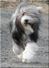 Bearded Collie Wind im April