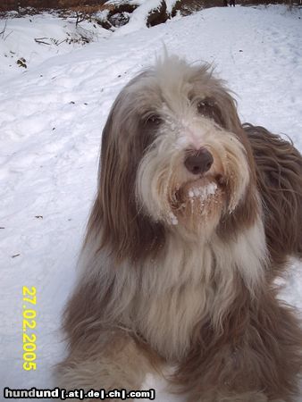 Bearded Collie Hunde Foto 19154 Bearded Collie Wilma aus Saarbrücken