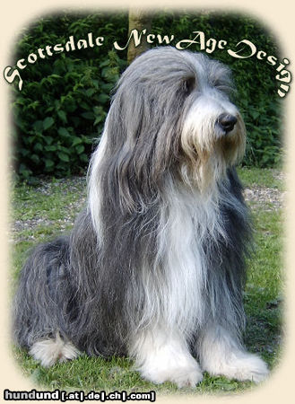 Bearded Collie Hunde Foto 45663 in höherer Auflösung ansehen Bearded Collie Scottsdale