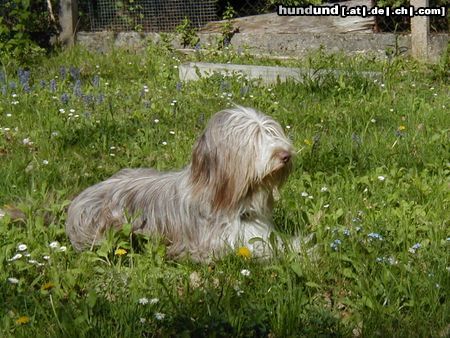Bearded Collie Hunde Foto 4708 Bearded Collie