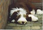 Bearded Collie Hunde Foto 4360 Bearded Collie Flint 4 maanden
