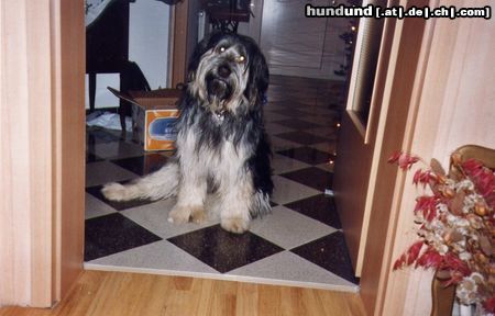 Bearded Collie Hunde Foto 13603 Bearded Collie Das ist unser Nino. Eigentlich ist er ein Mischling, aber wir finden sieht er wie ein Bearded Collie aus.