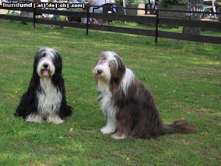 Bearded Collie Hunde Foto 17458 Bearded Collie 2 liebe Beardies