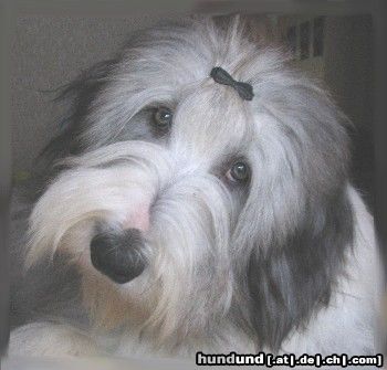 Bearded Collie Hunde Foto 17921 in höherer Auflösung ansehen Bearded Collie