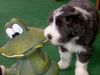 Bearded Collie Foto: Happy-Bearded`s o la la Oskar (ID 4049) Bearded Collie Hund