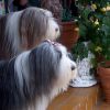 Bearded Collie Foto: Happy-Bearded`s Lady u.Rocky (ID 4050) Bearded Collie Hund