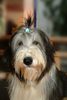 Bearded Collie Foto: Ich bin halt gerne nass! (ID 22187) Bearded Collie Hund
