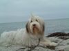 Bearded Collie Foto: Bella mit einem Jahr! (ID 17641) Bearded Collie Hund