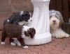 Bearded Collie Foto: Happy-Bearded`s Pinky u.Welpen (ID 4051) Bearded Collie Hund