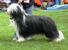 Bearded Collie Hund