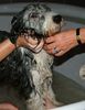 Bearded Collie Foto: Susanna im Bade: Alexis, genannt Bella (ID 21604) Bearded Collie Hund