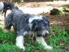 Bearded Collie Hund