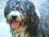 Bearded Collie Hund