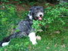 Bearded Collie Hund