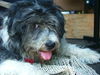 Bearded Collie Hund