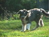 Bearded Collie Hund