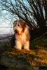 Bearded Collie Foto: Bella auf's Podest! (ID 22188) Bearded Collie Hund