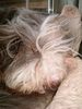 Bearded Collie Foto: Flint is boos (ID 18612) Bearded Collie Hund