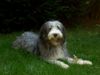 Bearded Collie Foto: Biene im Garten (ID 1203) Bearded Collie Hund