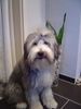 Bearded Collie Hund