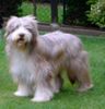 Bearded Collie Foto: Oscar (ID 23225) Bearded Collie Hund