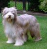 Bearded Collie Hund