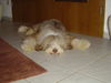 Bearded Collie Hund