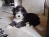 Bearded Collie Foto: Carrie - Die frechste Maus weit und breit (ID 24632) Bearded Collie Hund